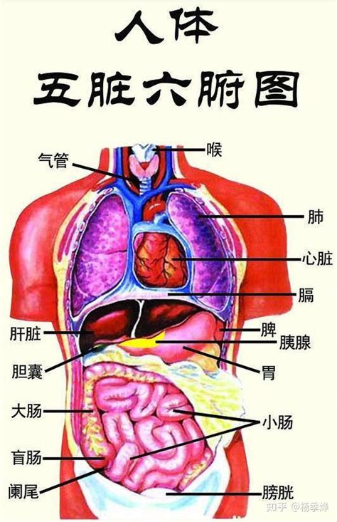 五臟位置|人体器官分五脏六腑器官分布图，清晰大图看各个内脏的位置分布。